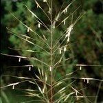 Chrysopogon gryllus Fruit