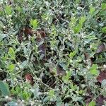 Polygonum arenastrum عادت داشتن