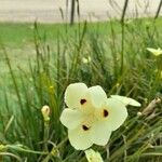 Dietes bicolor Virág