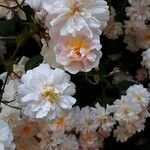 Rosa moschata 花