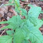 Heliotropium angiospermum Blad