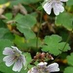 Geranium renardii Flower