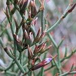 Limonium virgatumफूल