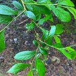 Lyonia ligustrina Leaf