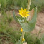 Blackstonia perfoliataFlower