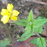 Goodenia heterophylla