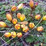 Gentianella hirculus Cvet