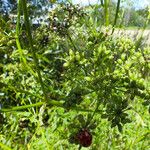 Chaerophyllum bulbosum Ffrwyth