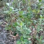 Teucrium flavum Alkat (teljes növény)