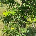 Quercus macrocarpa Blatt