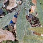 Heliotropium bacciferum Leaf