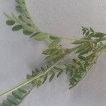 Astragalus sesameus Fruit