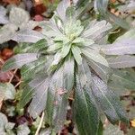 Euphorbia amygdaloides Folha