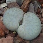 Lithops pseudotruncatella Habit