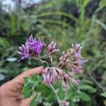 Hoffmannanthus abbotianus Flor