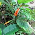 Dieffenbachia concinna Hábito
