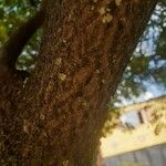 Adenanthera pavonina 樹皮