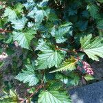 Neillia affinis Feuille