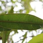 Calophyllum tacamahaca Leaf