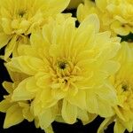 Chrysanthemum indicum Kvet