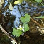 Ranunculus omiophyllus Leaf