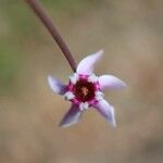 Cyclamen hederifolium Blüte