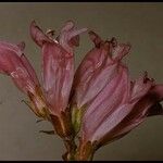 Penstemon davidsonii Flower