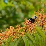 Miconia longifolia Плод