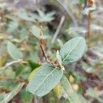 Shepherdia canadensis Levél