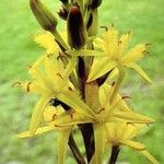 Narthecium ossifragum Λουλούδι
