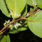 Cassipourea elliptica Levél