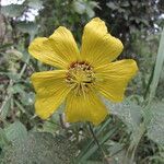 Abutilon hirtum ফুল