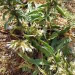 Echium italicum Leaf