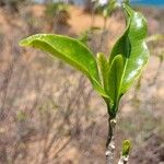 Tabernaemontana coffeoides Leaf