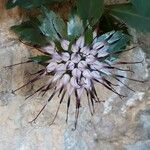 Physoplexis comosa 花