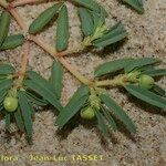 Euphorbia polygonifolia Arall