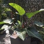 Philodendron davidsonii Yaprak