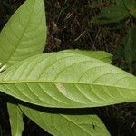 Cestrum schlechtendalii 葉