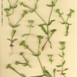 Valeriana echinata Outro