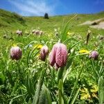 Fritillaria tubaeformis Õis