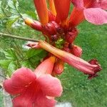 Campsis radicansBlomst