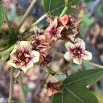 Jatropha mahafalensis