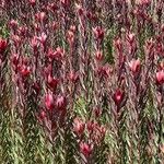 Leucadendron salignum Blad