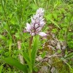 Orchis militarisÕis