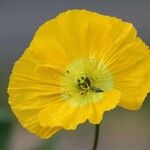 Papaver alpinum Flower