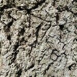 Fagus grandifolia Bark