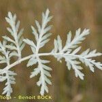 Artemisia armeniaca Květ