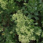 Baccharis halimifolia Flower