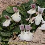 Stachys corsica Other