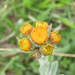 Tephroseris integrifolia Blomst